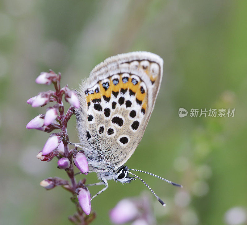 银钉蓝蝴蝶(Plebeius argus)雌性